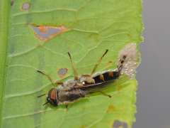 Odontomyia ornata
